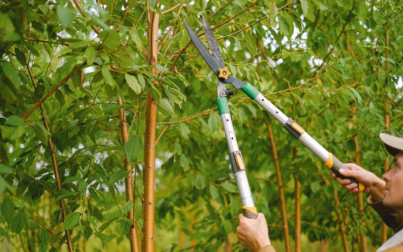 Tree trimming in Montpelier, ID